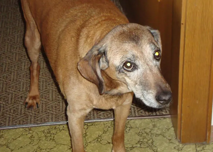 Apartmán Holiday-appartements